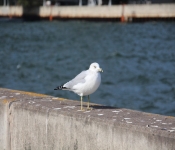 2013 10 12 DuluthWildLife  044